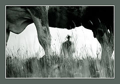 фото "Cowboy3"