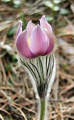 photo "Pasque-flower"