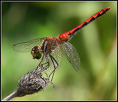 photo "Dragon Finishing lunch"