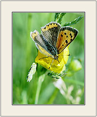 photo "Astride"