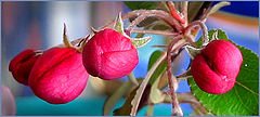 photo "Buds"