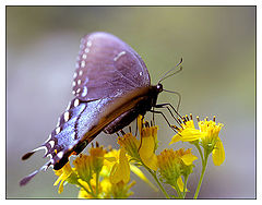 photo "butterfly"