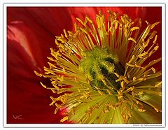 photo "Something about pistils and stamens - lesson 7"