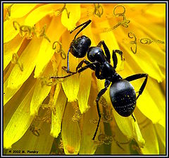 фото "Ant on a Dandelion"