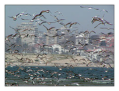 фото "Fly away"
