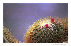 фото ""Cactus""