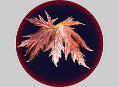 фото "New Leaf"