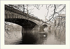 photo "The Swan"
