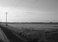 photo "roadside"