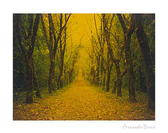 photo "Autumm in symetry"