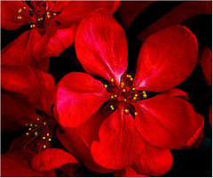 photo "Scarlet"