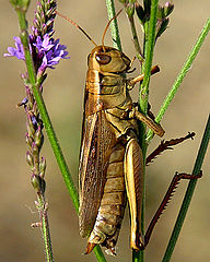 photo "Mocha Grasshopper"