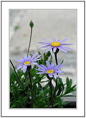 фото "The Simplicity of the Flower to the beauty of the"