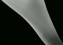 photo "calla 3"