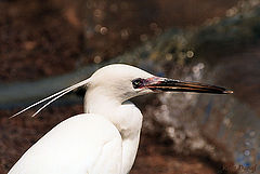 фото "White Heron"