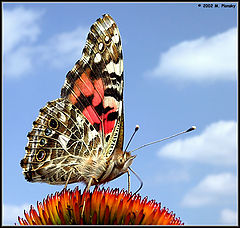 фото "Butterfly in the Sky"