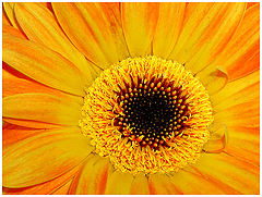 фото "The Heart of the Flower."