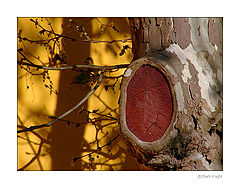 photo "Wound without Pain"