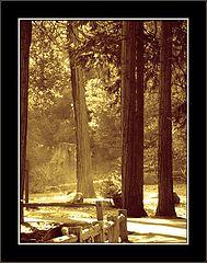 photo "Trees: their Past and Present"