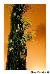 фото "Creepy Tree"