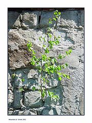 photo "Birch. From a series Life proceeds"
