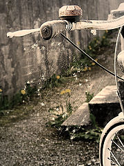 photo "The Web"