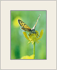photo "Full-face on a flower"