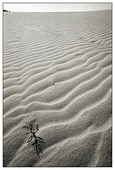 photo "The long trip in the dune"