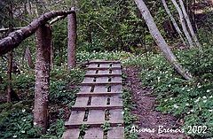 фото "Spring in Latvian forest"