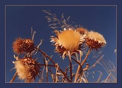 фото "gold upon blue"