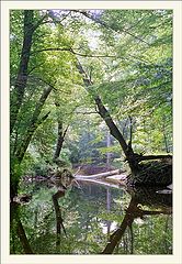 photo "Many shades of green...."