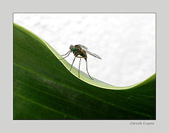 photo "(sur)fly"