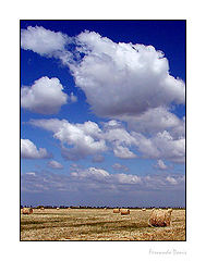 photo "The harvest"