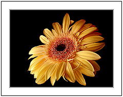 фото "Only a Flower"