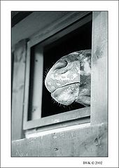 фото "Wild Wild West"