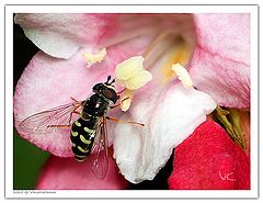 photo "Lunch time"