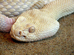 photo "Albino Western Rattle Snake"