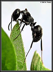 фото "The uppitty Ant"
