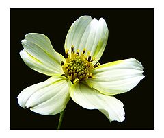 фото "Discrete beauty..."