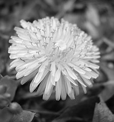photo "Black and White Dandelion"