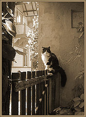 photo "Composition with cat."