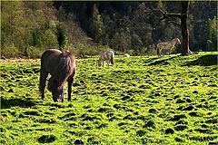 photo "Horses"