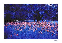 фото "Red butterflies in the night"