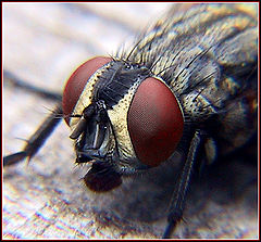 фото "Fly Eyes"