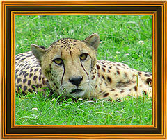 photo "Cheetah"