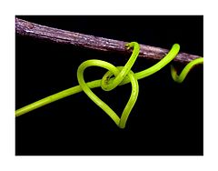 фото "Green heart ...**"