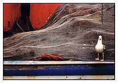 photo "seagul"