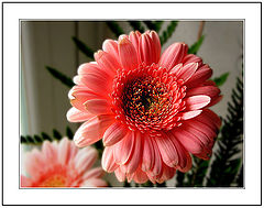 фото "This is a different Flower... This is a Flower for"