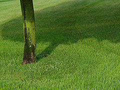 photo "green tree"