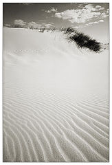 photo "Life - sand ?"